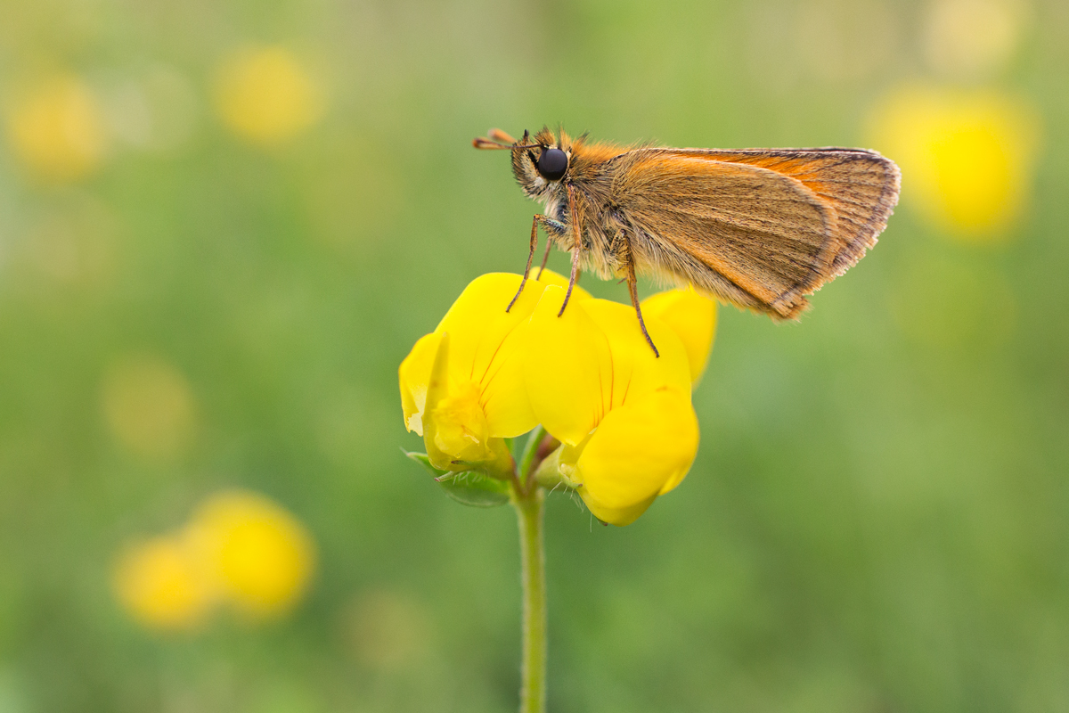 Small Skipper 10